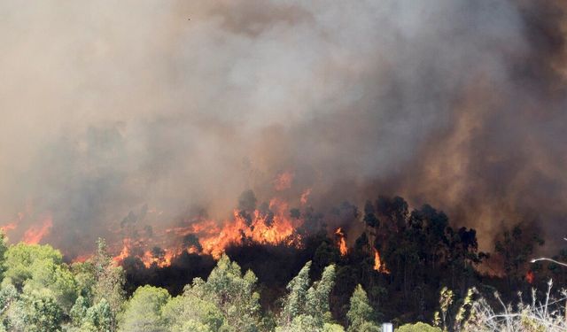 Nusaybin'de ormanlık alanda yangın