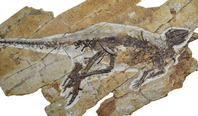 Fosil ses kutusu milyonlarca yıllık gizemi açığa çıkardı