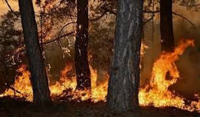 Mardin'den Hatay’daki orman yangınına destek