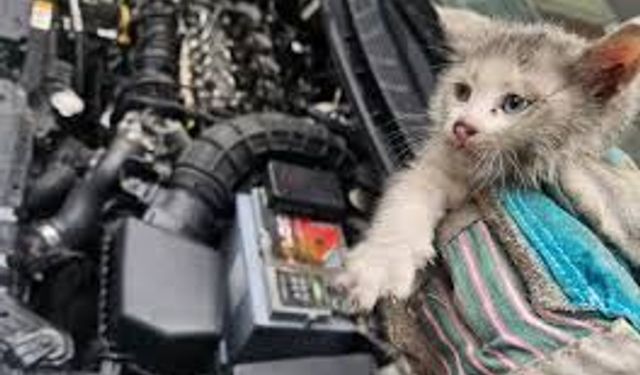 Batman'da minik yavru kedi, otomobilin kaputuna sıkıştı