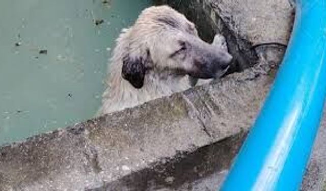 Sulama kanalına düşen köpek yavrusu kurtarıldı
