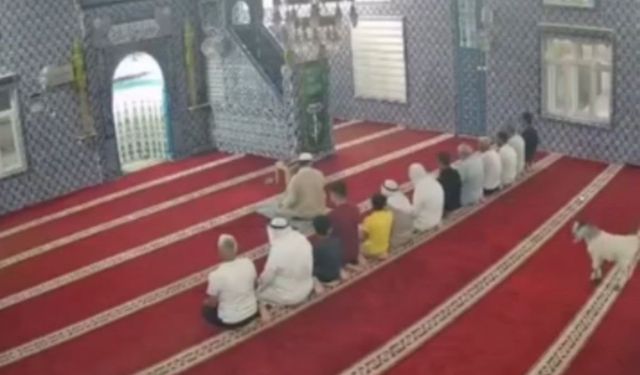 Mardin'de sevimli oğlak camiye girdi