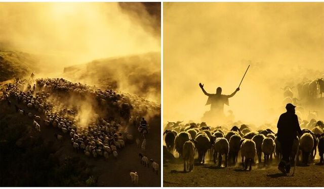 Bitlis'te sürülerin tozlu yolculuğu