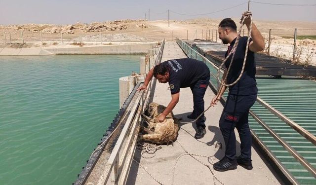 Sulama kanalına düşen köpek kurtarıldı