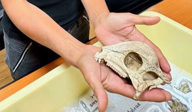 Moğolistan kumlarından başı kubbeli dinozor çıktı! Bilim insanları büyülendi