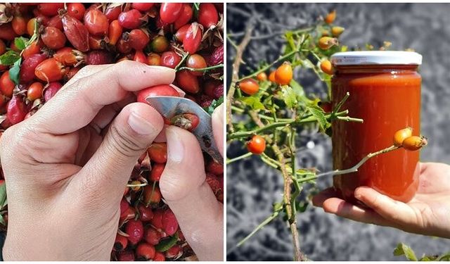 Kuşburnu marmelatı zamanı