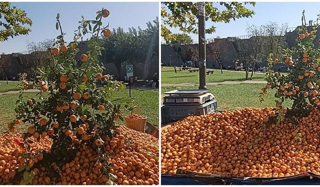 Alıç  tezgahlardaki yerini aldı