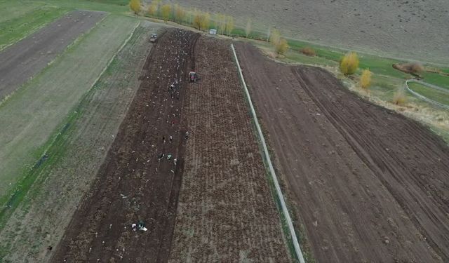 Ağrı'da mor patates  hasadı