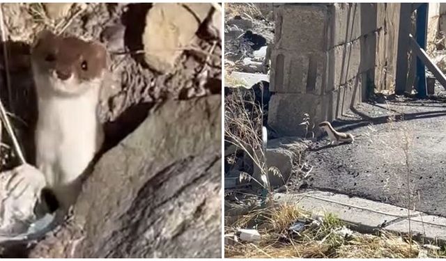 Beyaz gelincik şehir merkezinde