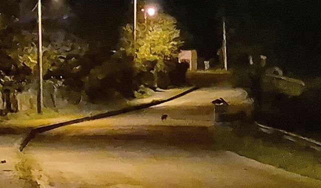 Çakal yavruları şehir merkezine indi