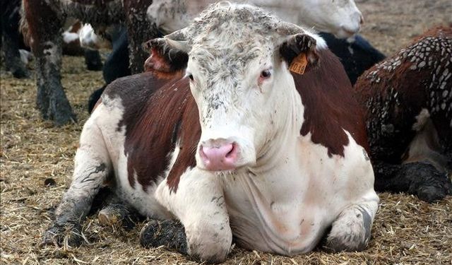 Deli dana hastalığı nedir? Nasıl bulaşır? Belirtileri nelerdir? Tedavisi var mı?