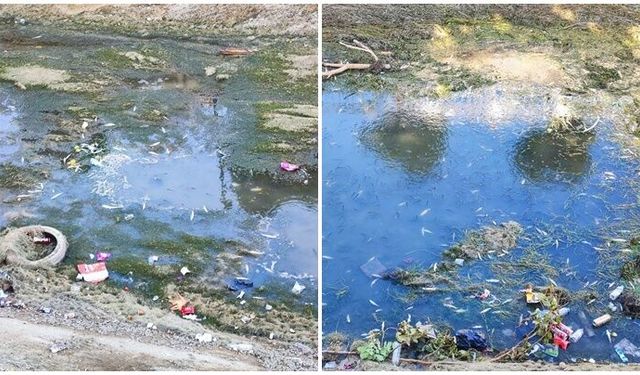 Sulama kanalındaki yüzlerce balık öldü
