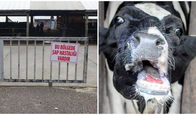 Megakent’te şap alarmı: 3 köyde karantina, 18 mahallede gözetim