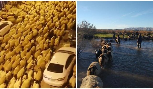 Sürüye "reflektif bant" takıldı