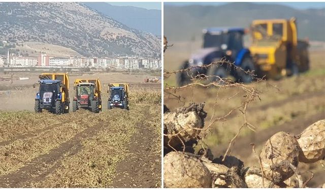 Gaziantep'te yerfıstığı hasadı
