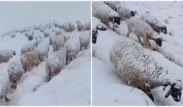 Koyunların kar altında yolculuğu
