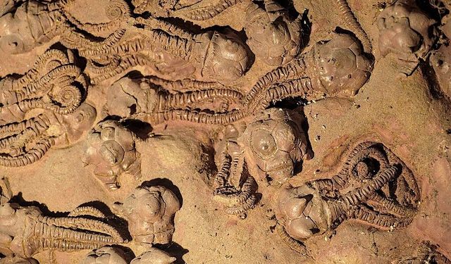 Yeni araştırma kitlesel yok oluşların nedenini açıkladı