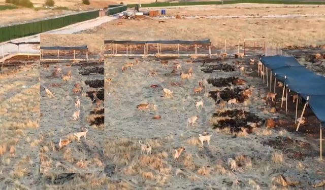 Diyarbakır’da ilk kez görüntülendi, tepki çekti