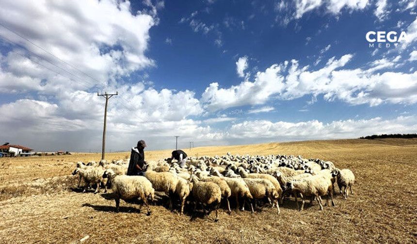 Bir milyon küçükbaş yaylalardan dönüyor