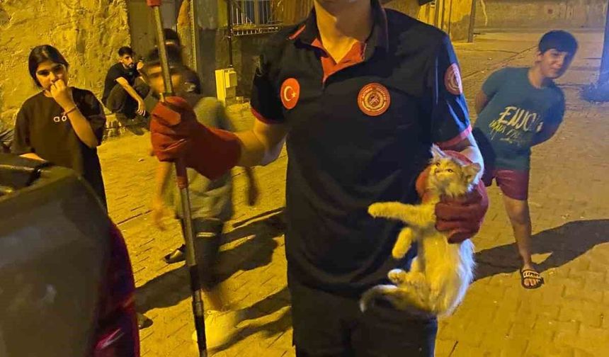 Batman’da panoda mahsur kalan kediler