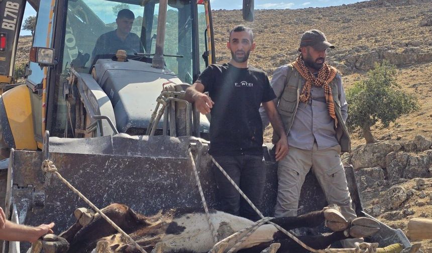 Nusaybin'de dağlık arazide sakatlanan inek sedyeyle taşındı