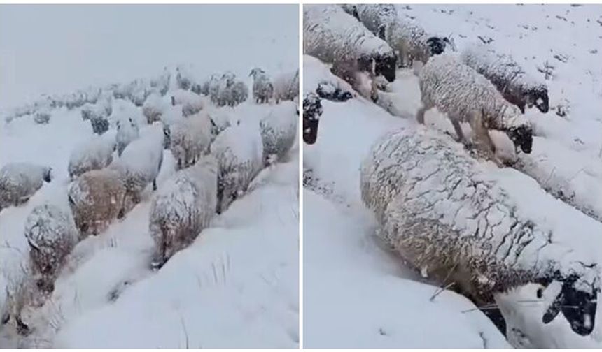 Koyunların kar altında yolculuğu